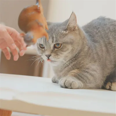 IntiMeg - Souris en caoutchouc flexible