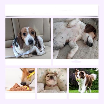 IntiMeg Gouttes de sommeil pour chien