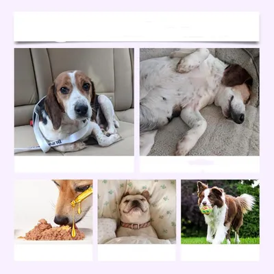 IntiMeg Gouttes de sommeil pour chien