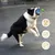 IntiMeg Balle interactive pour chats et chiens - 360°